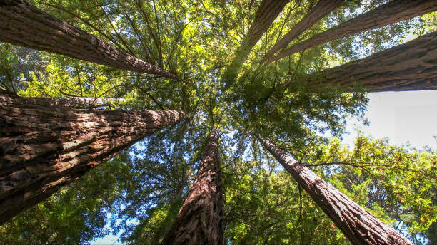 How Our Tree Care Process Works  in  Tama, IA